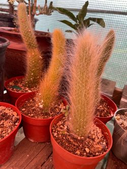 Monkey tail Cactus  su precio es por cada uno $12 tengo días disponibles