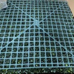 New Greenery Backdrops 20by20