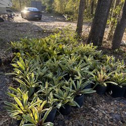 3 Gallon Bromeliads 