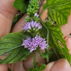 Matured Peppermint Mint Live Plant, 3 Gal