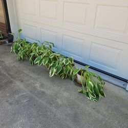 Hosta Veriegated Green