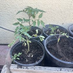 Tomatoes Plant 