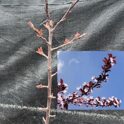 Ornamental plum tree