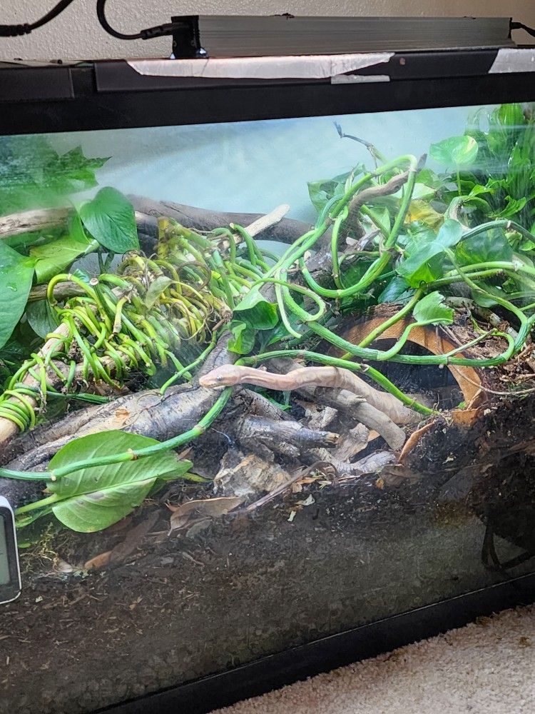 "Inners/inner" Of A Terrarium WILLING TO TRADE!