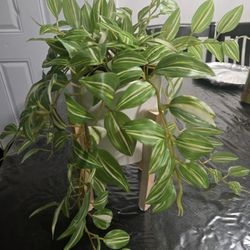 Plant