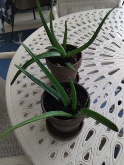 Aloe Vera Plant