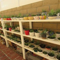 Succulents ( Read Details)