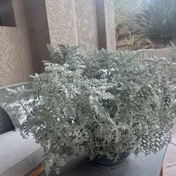 Plant - Dusty Miller 