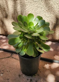 Suculenta.