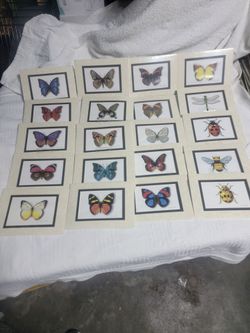 Butterflies & Bugs Collection