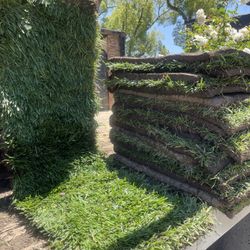 Grass And Sprinklers 