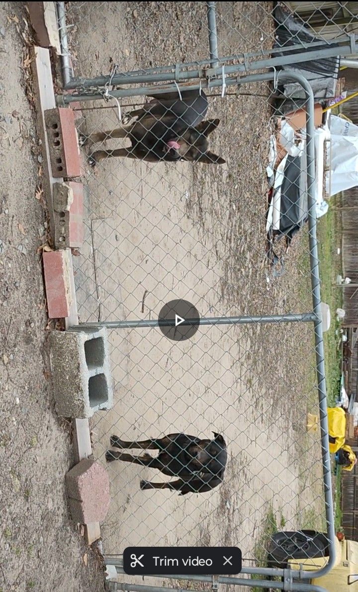 Puppy's For Sale