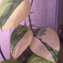 Scindapsus Jade Satin Variegated 2 Leaf Rooted Cuttings