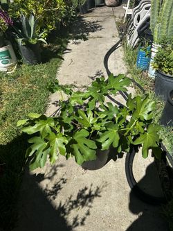Plantas De Higo Morado Disponibles 