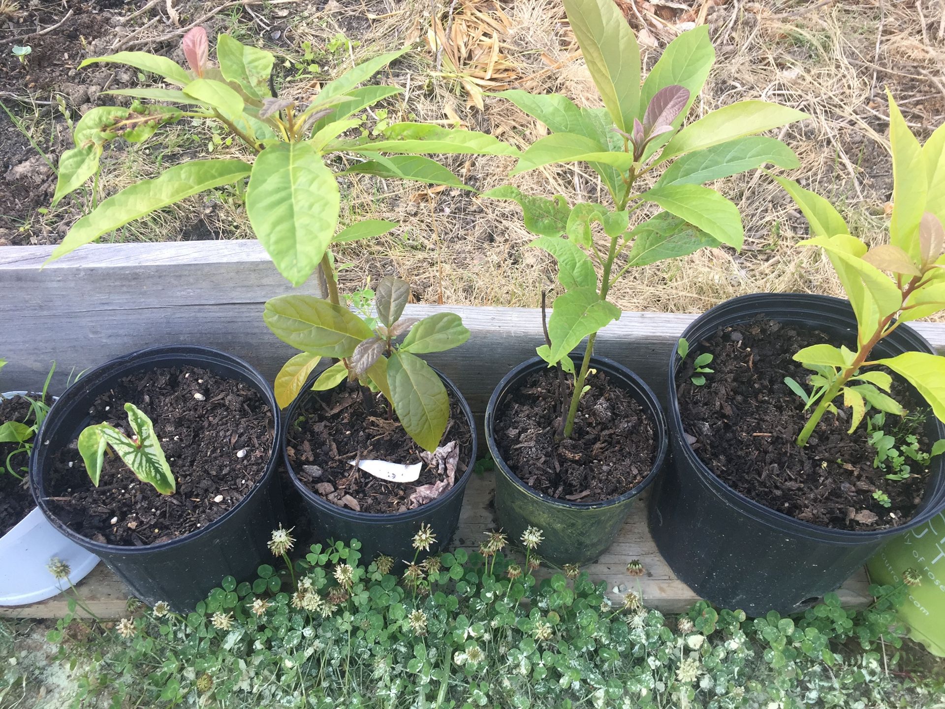 Avocado Plants