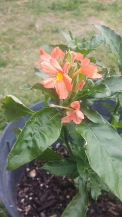 Asian Tropical plant with orange blossom