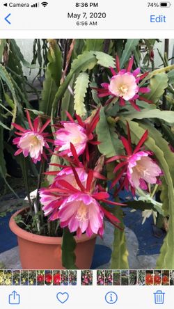 Epiphyllum Clowns 