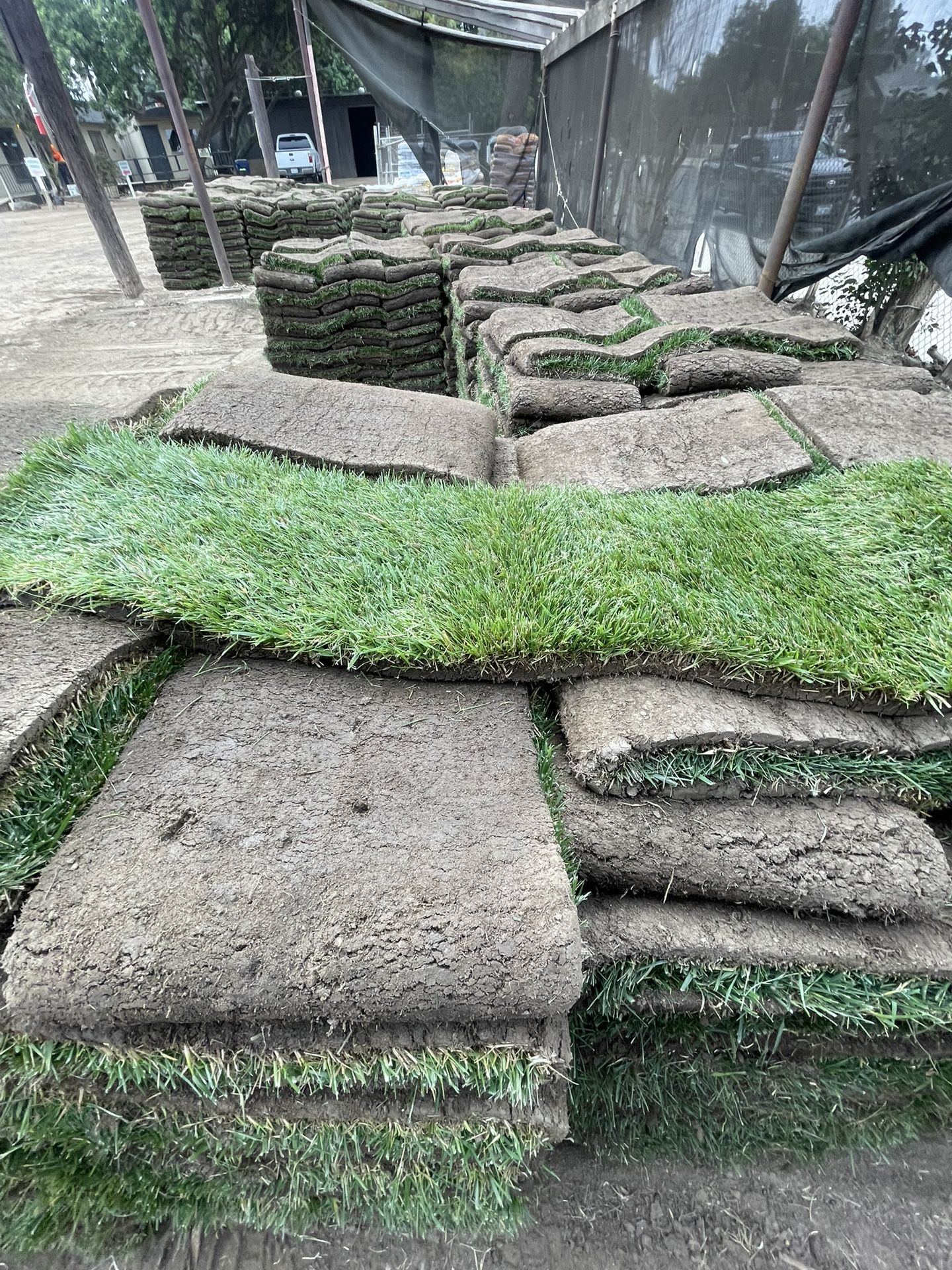Grass $3 Sq/ Ft