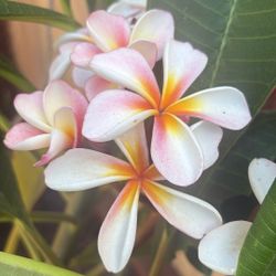 Plumeria Cuttings