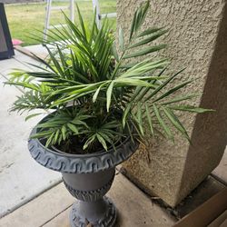 I Sale The Palm. N A Plastic Pot. Not The Stand 