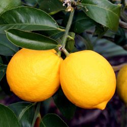 Grafted Dwarf Meyer Lemon Trees 😃🌿🌿🍋🍋🍋