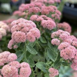 Sedum Autumn Joy Plants 