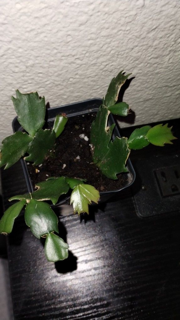 Thanksgiving Cactus 