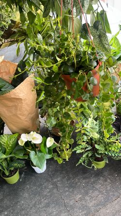 Thai Pink Lipstick 6 Inch Pot