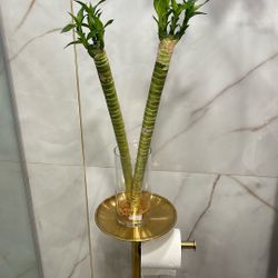 Lucky, Bamboo plant