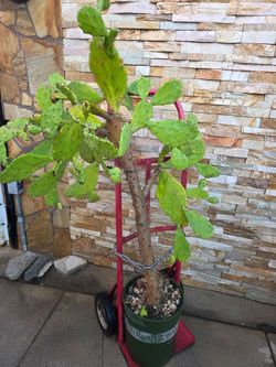 Large Size Cactus Plant