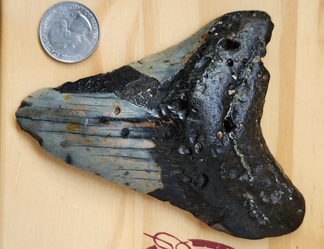 Megalodon Tooth