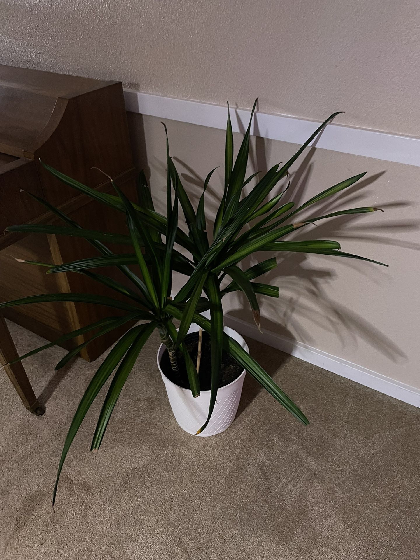 Large Plant