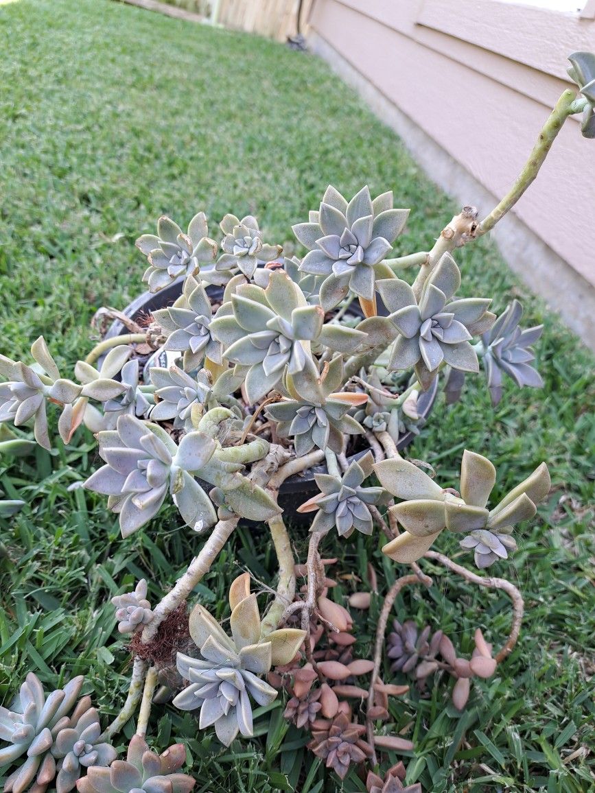 Succulents