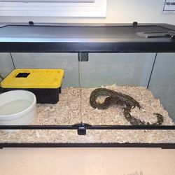 40 Gallon Glass Tank