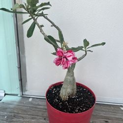 Desert Rose.  Rosa Del Desierto 