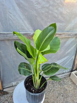 Birds Of Paradise Plant 10" pot