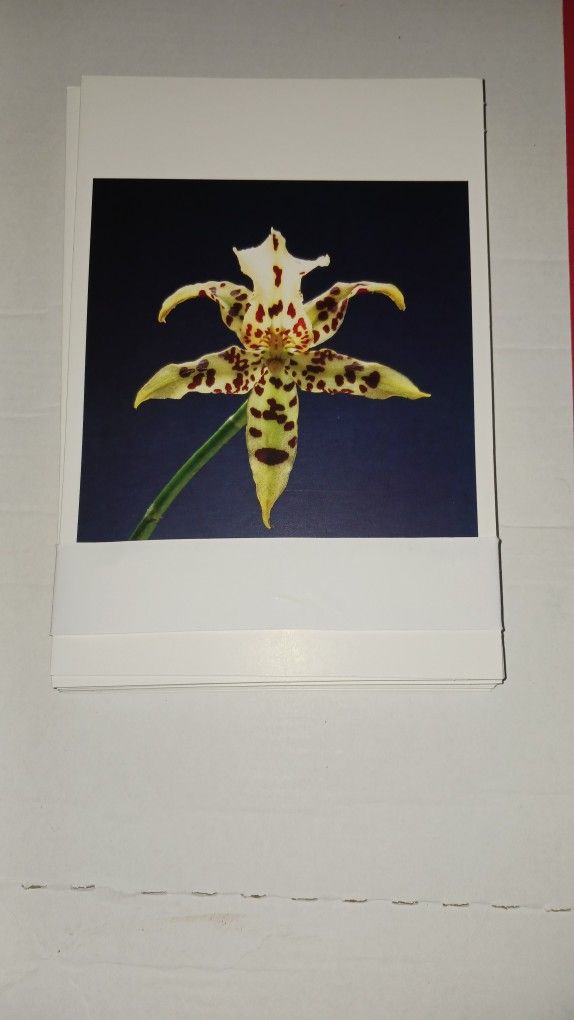 Greeting Cards 20 Cards.  20 Envelopes 