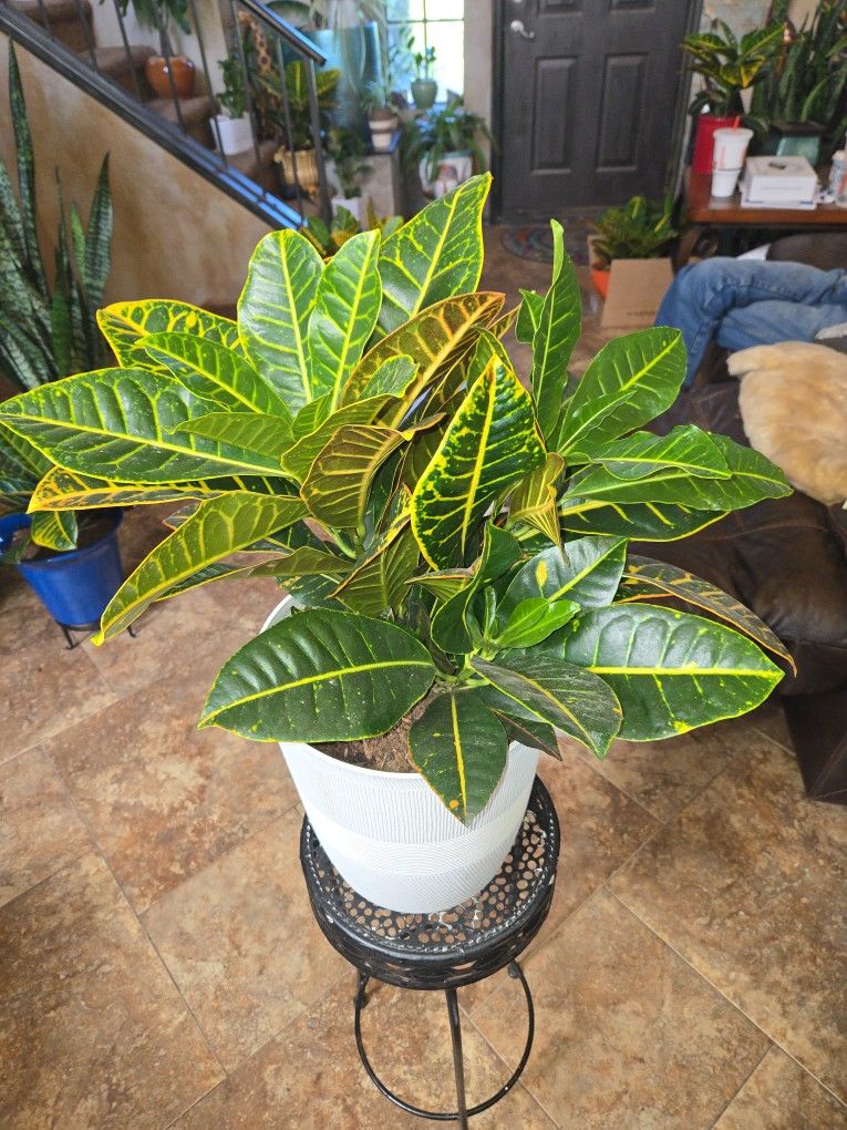 Gorgeous Croton Plant In 11in Corrugated Pot With Drainage
