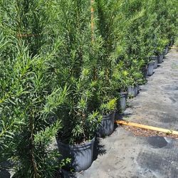 Beautiful Podocarpus About 5 Feet Tall For Just $26 Instant Privacy Plants Green Fencing Privacy Hedges 