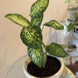 Dieffenbachia - Dumb Cane