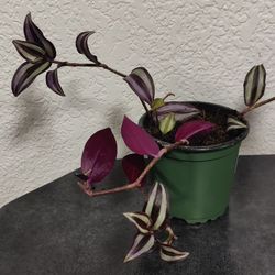 Tradescantia Zebrina Plants 