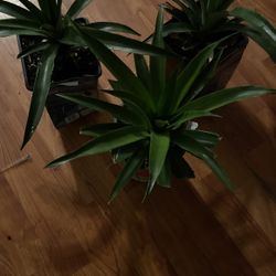 Planta De Piña 