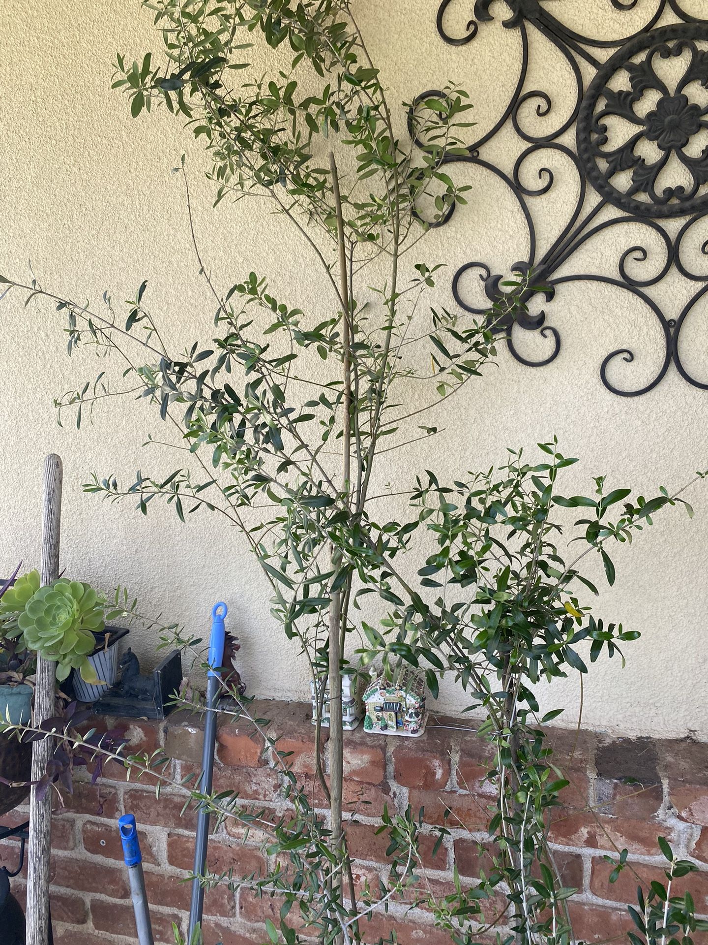Olive Tree 7 Foot Tall $50  2 Planted In One Pot
