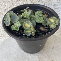 6 Inch Pot Succulent Plant - Sedum Siebold’s Variegated - Hylotelephium Sieboldii - Rooted & Established - Drought Resistant 🪴