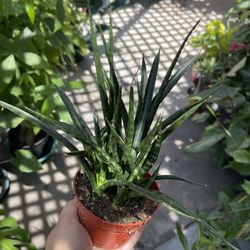 4” Sansiveria Fern Wood