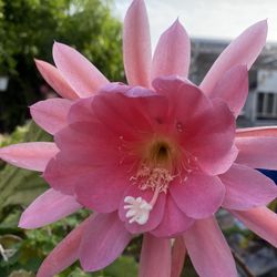 Orchid Cactus