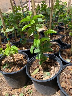 Arboles de guayaba rosita