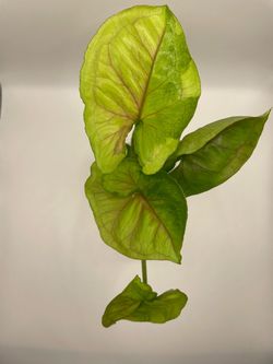 Syngonium Mango Lava Allusion