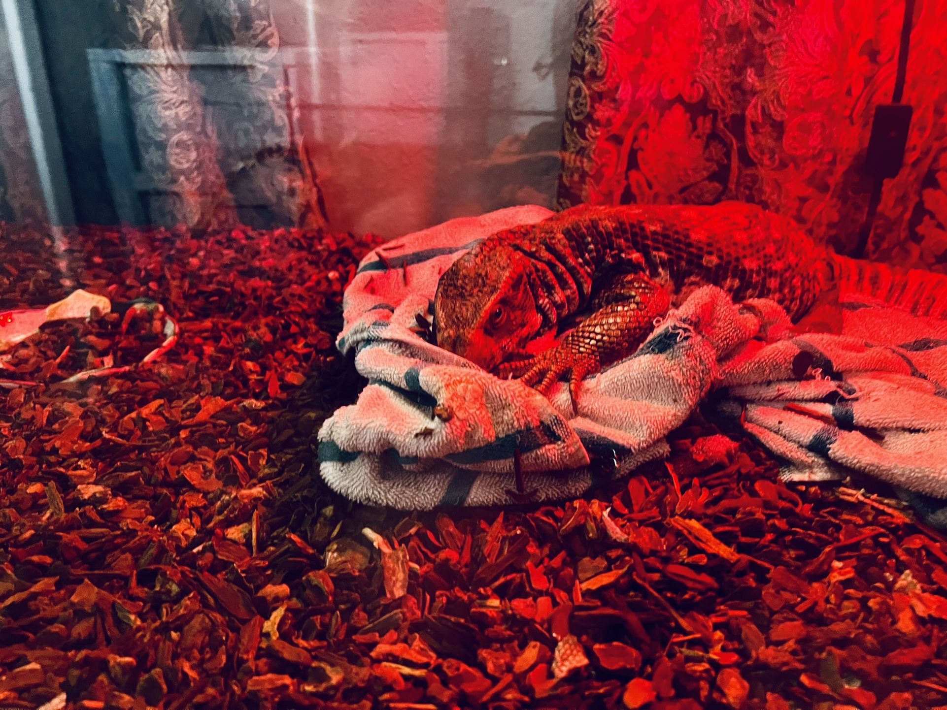 Savannah Monitor (mature) $300