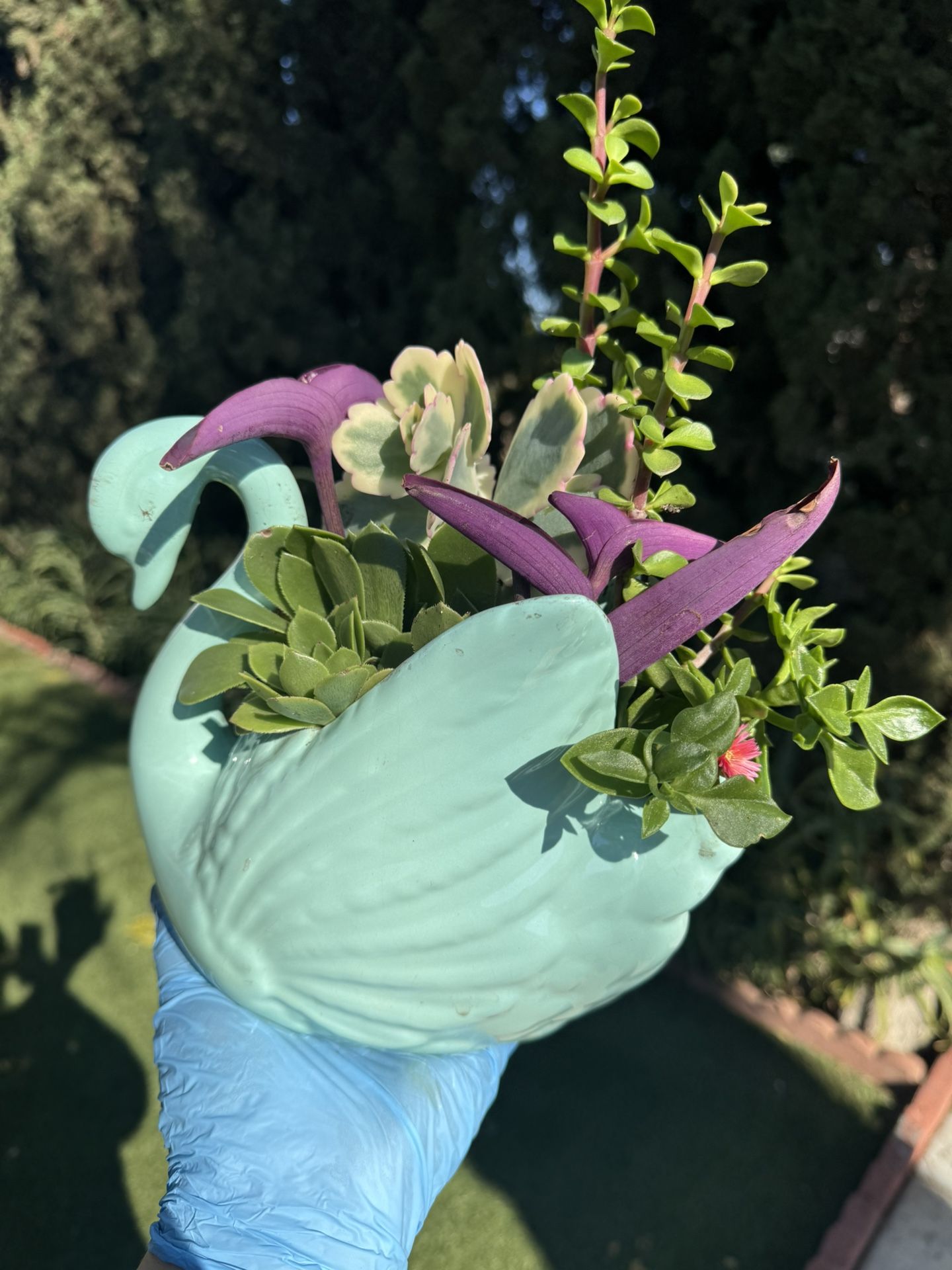 Succulent In A Swan 🦢